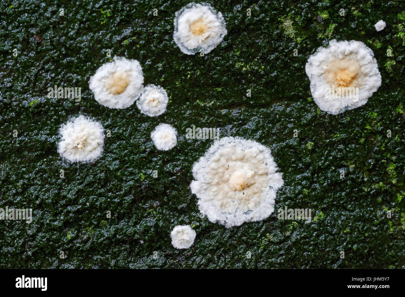 Fungus, North Rhine-Westphalia, Germany / (Cylindrobasidium laeve, Cylindrobasidium evolvens) Stock Photo
