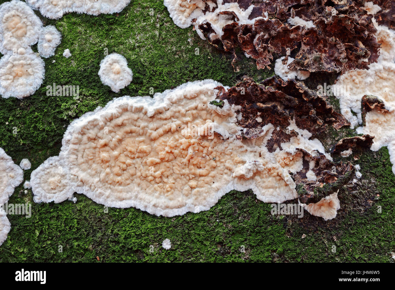 Fungus, North Rhine-Westphalia, Germany / (Cylindrobasidium laeve, Cylindrobasidium evolvens) | Abloesender Rindenpilz, Nordrhein-Westfalen, Deutschla Stock Photo