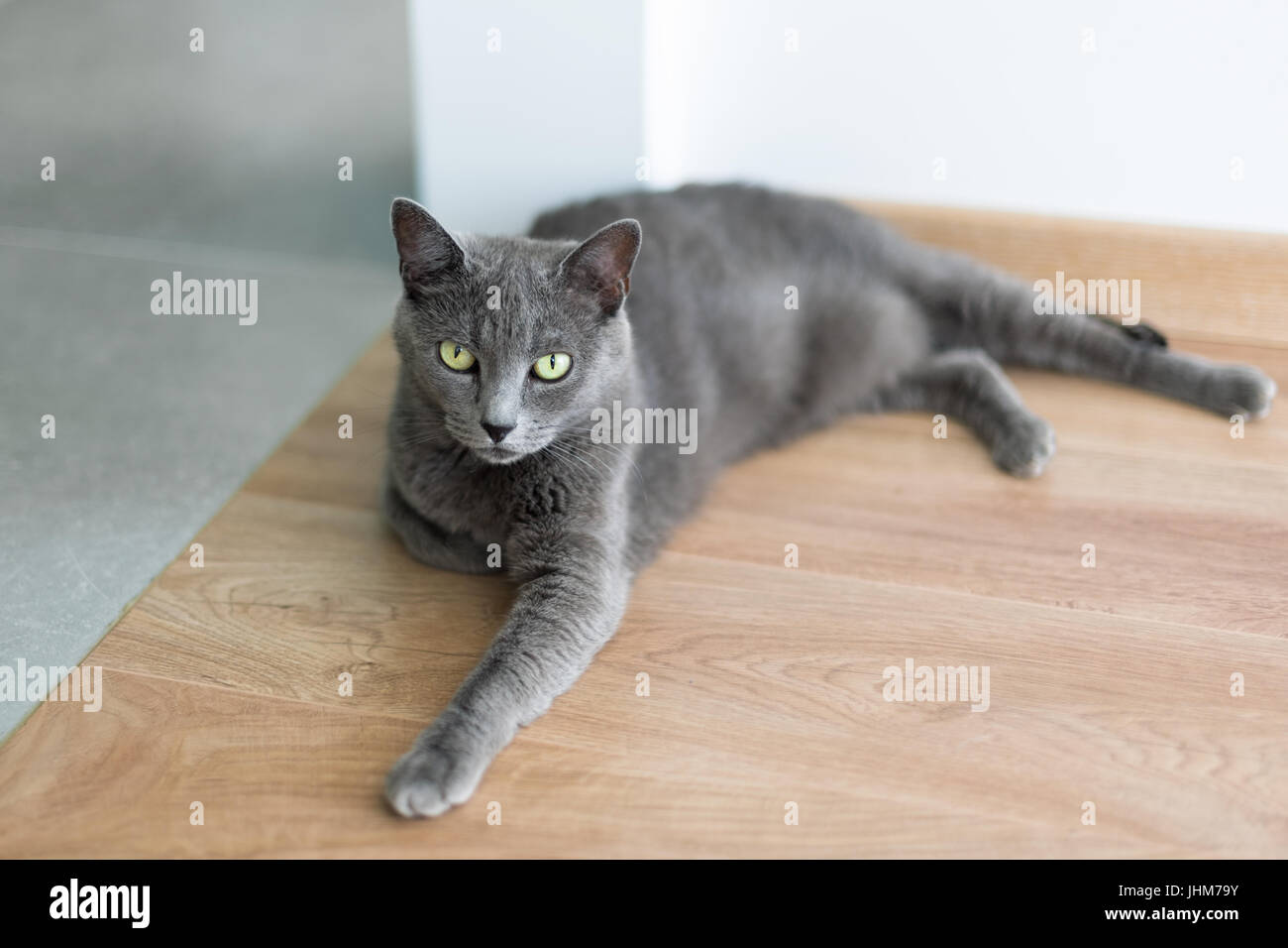 Cute gray cat laying stretched out on the floor. Portrait of elegant Russian Blue Cat Stock