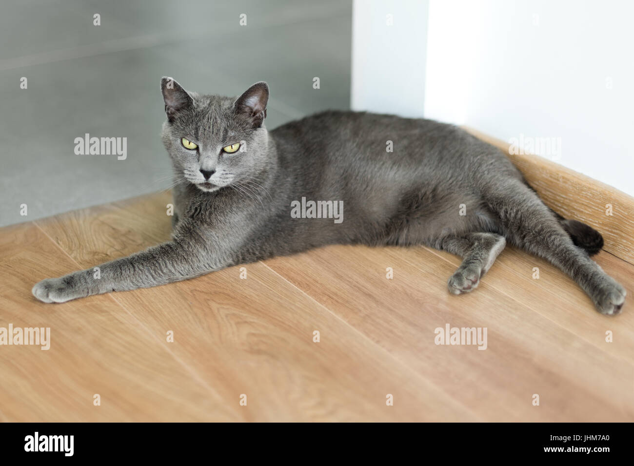 Cute gray cat laying stretched out on the floor. Portrait of elegant Russian Blue Cat. Stock Photo