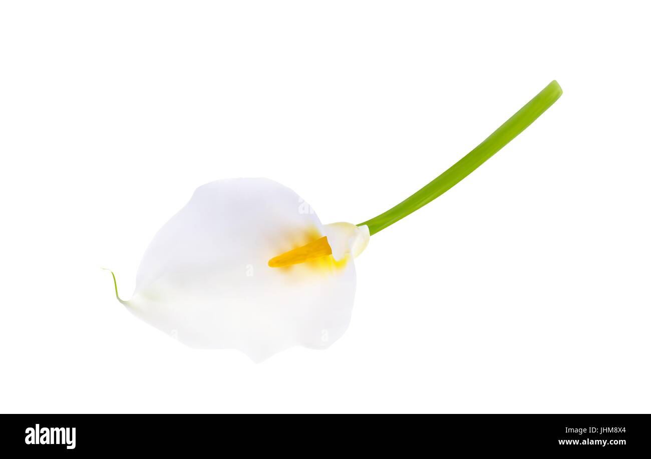 Colorful naturalistic flower calla. Vector Illustration. Stock Vector