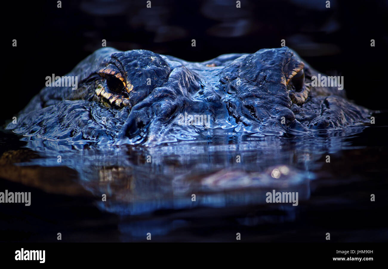 Ceramic alligator hi-res stock photography and images - Alamy