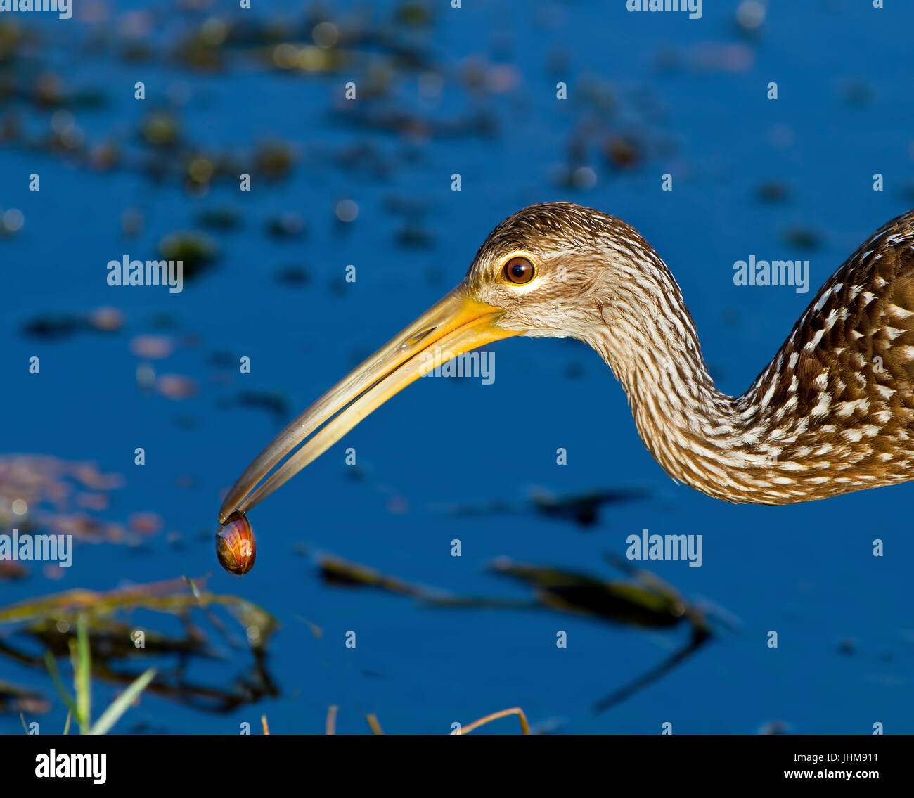 A Limpkin Feeds By The Water In The Florida Everglades The Limpkin