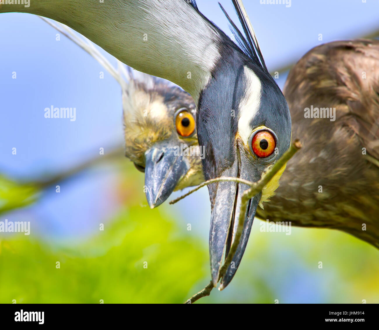 A nesting pair of Yellow Crowned Night Herons build their nest in the Florida Everglades. The male brings back twigs for the female's approval. Stock Photo