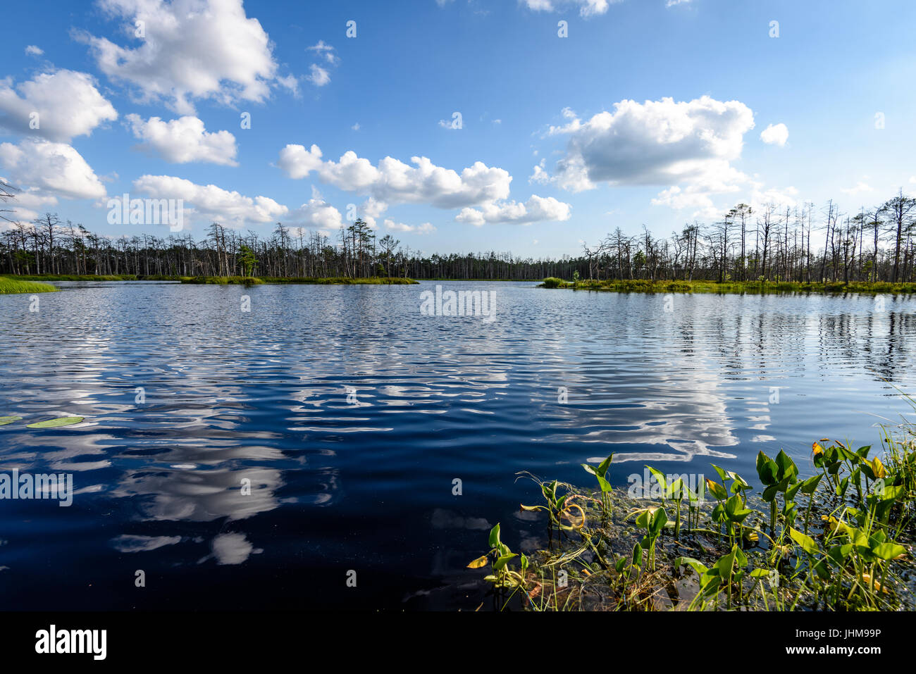 White clouds on the blue sky over forest lake with reflections Stock ...