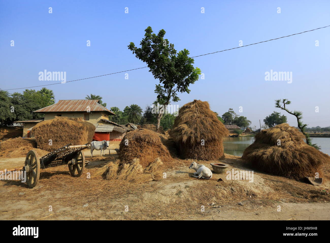 A view of a rural house during harvest time at Tikoil village in Nachole upazila of Chapainawabganj district of Bangladesh. Stock Photo