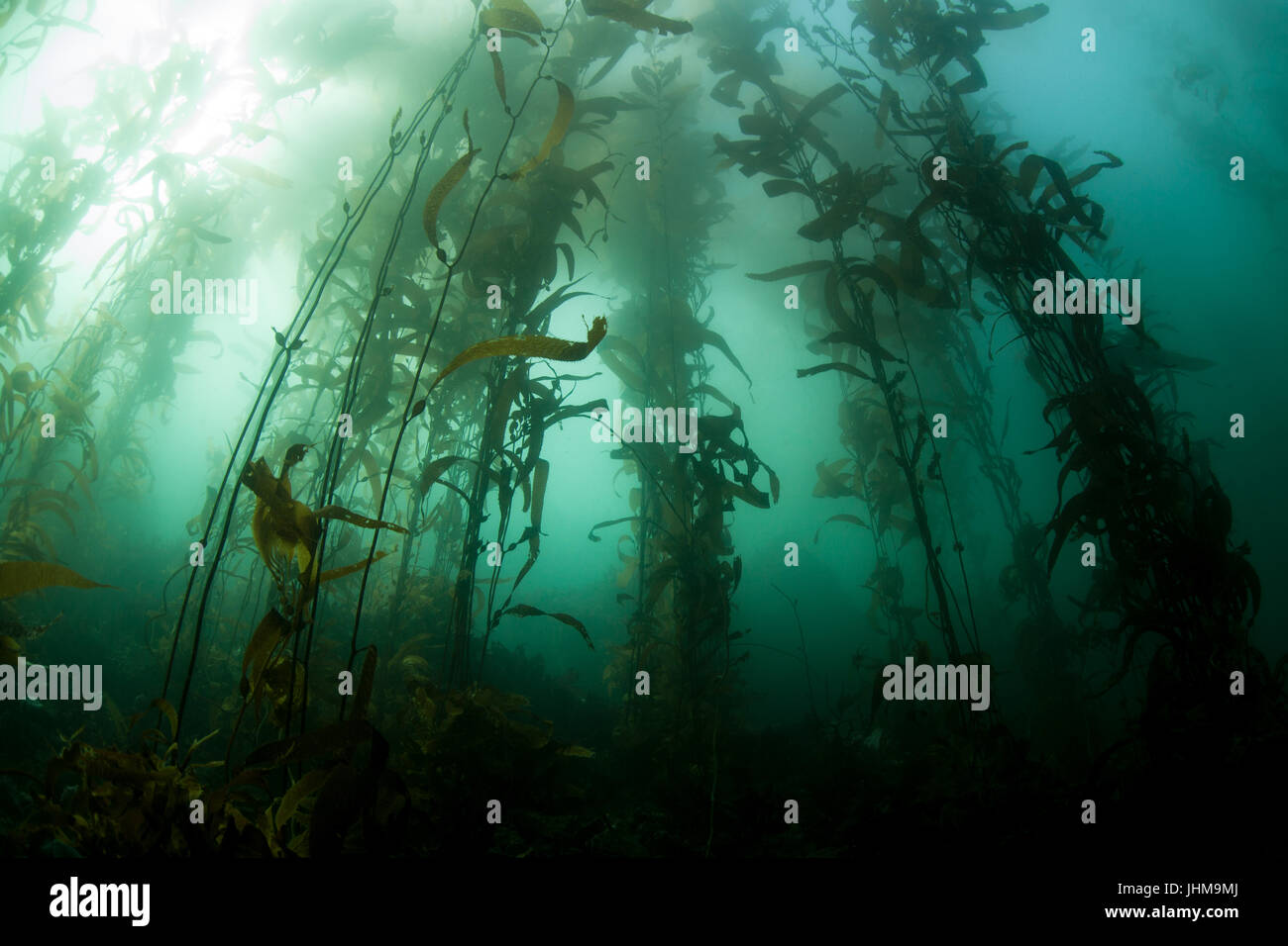 A kelp forest grows in Monterey Bay, California. Kelp provides vital habitat for many fish and invertebrates. Stock Photo