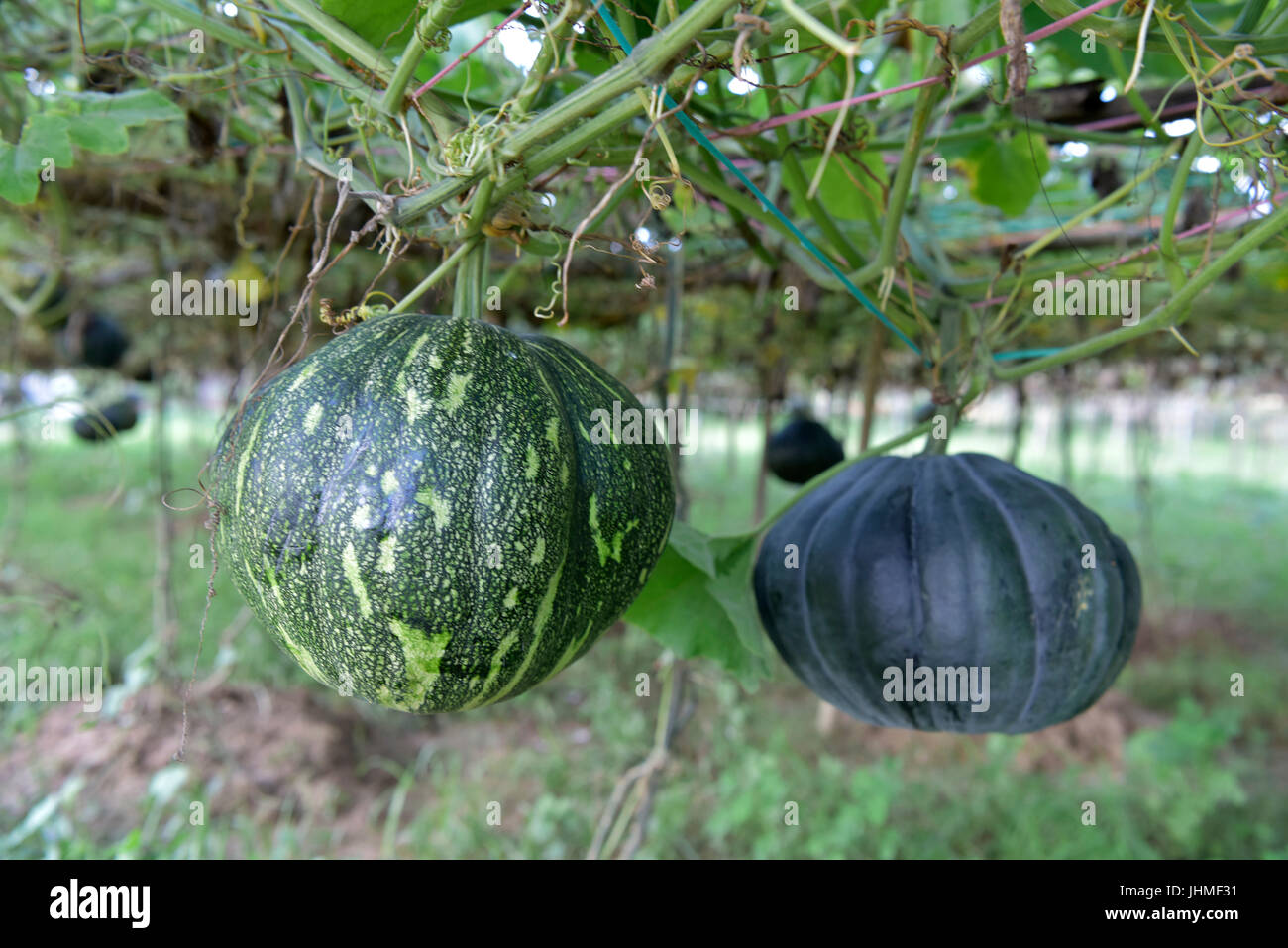 Dhaka, Bangladesh. 14th July, 2017. Green pumpkin plant at a village in