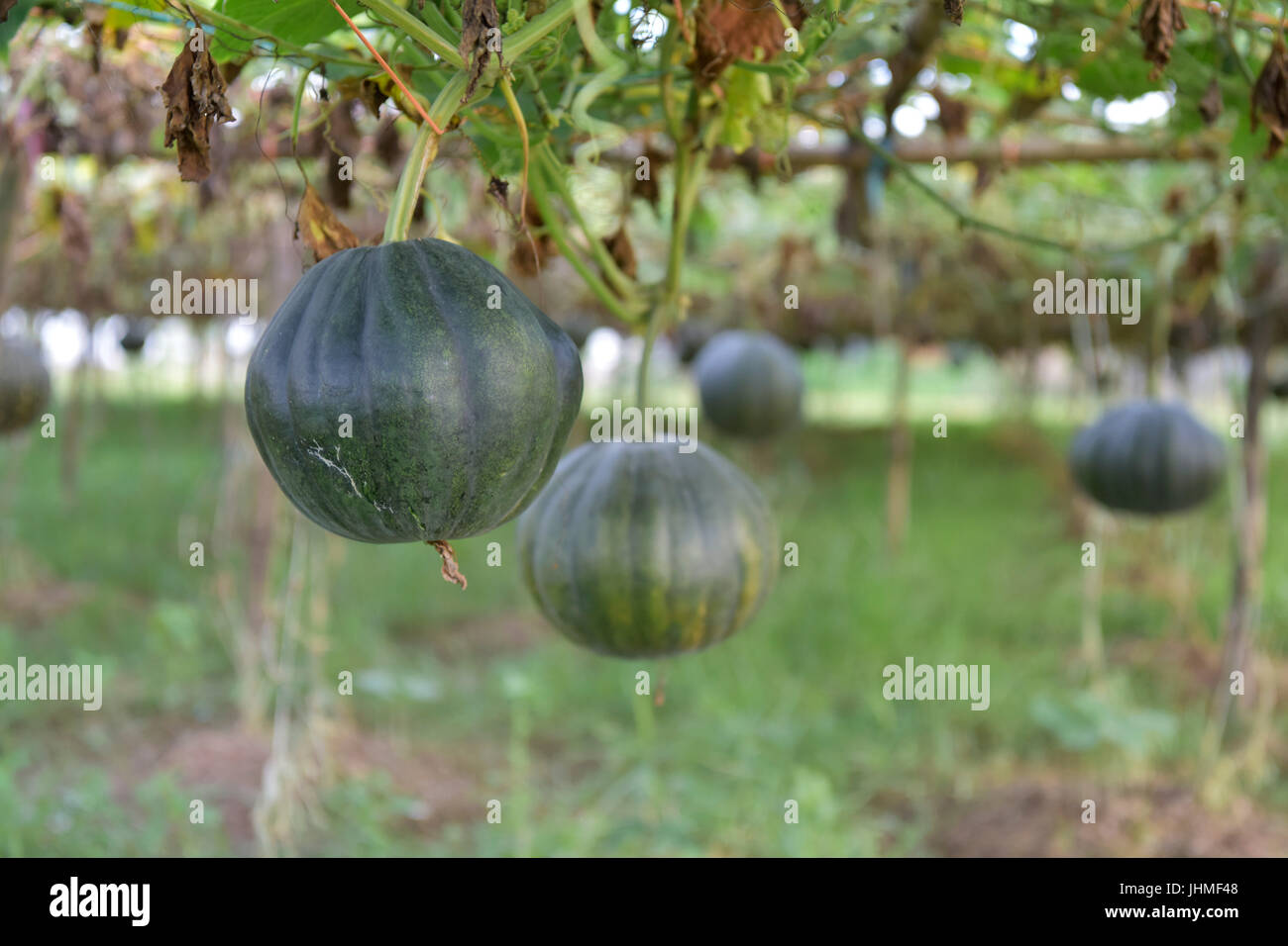 Dhaka, Bangladesh. 14th July, 2017. Green pumpkin plant at a village in
