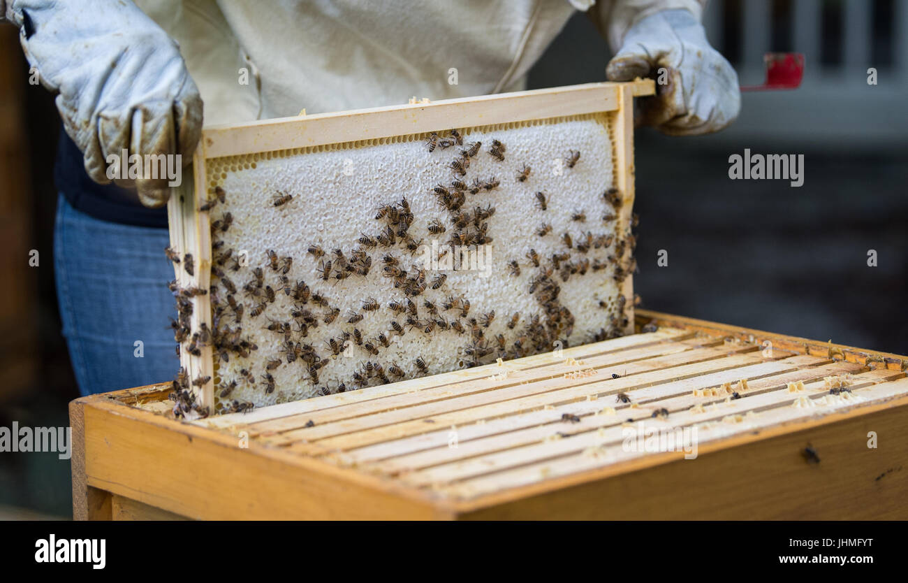 Hanover, Germany. 14th July, 2017. Beekeeper Tina Heinz pulls a ...