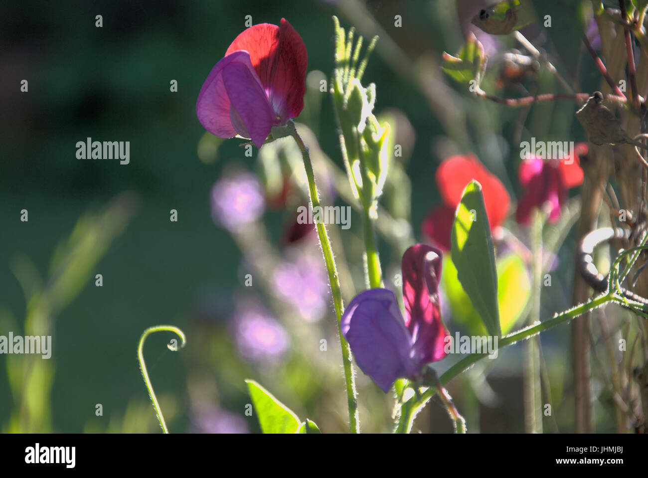 Dorset, UK. 14th July, 2017. Sweet Pea flowers in the last of the day's sunshine - high above Chesil beach, Portland Credit: stuart fretwell/Alamy Live News Stock Photo