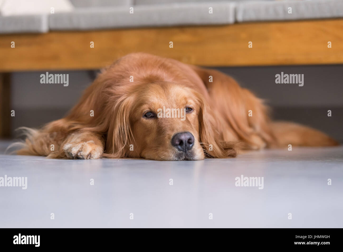 golden retriever to lie on the ground Stock Photo - Alamy