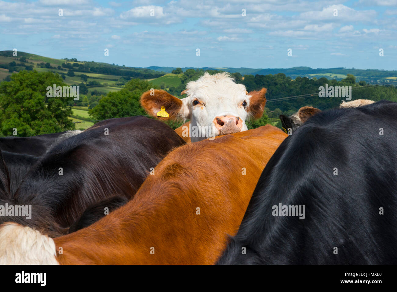 Friesian and Herefordshire cattle in a Shropshire field Stock Photo - Alamy