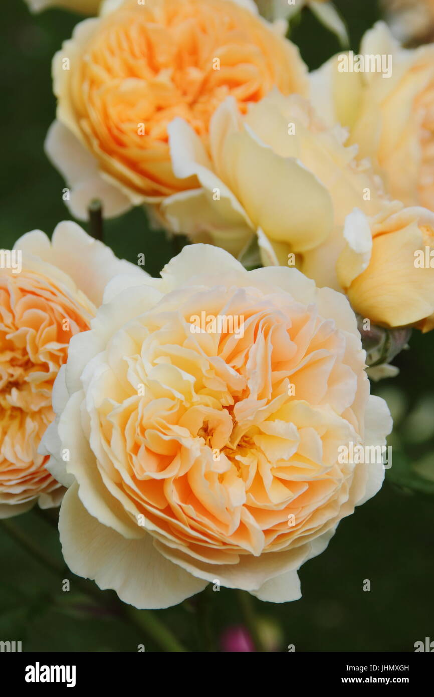 Rosa 'Crown Princess Margareta', (Auswinter) a fragrant, repeat flowering English rose in full bloom in an English garden border in summer Stock Photo