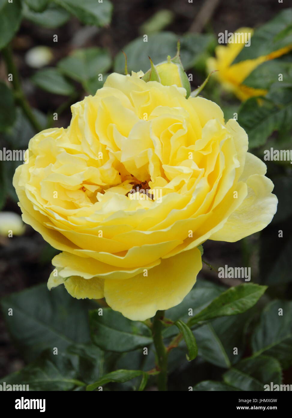 Rosa GRAHAM THOMAS, a fragrant English shrub rose bred by David Austin, in full bloom in an English garden border in summer Stock Photo