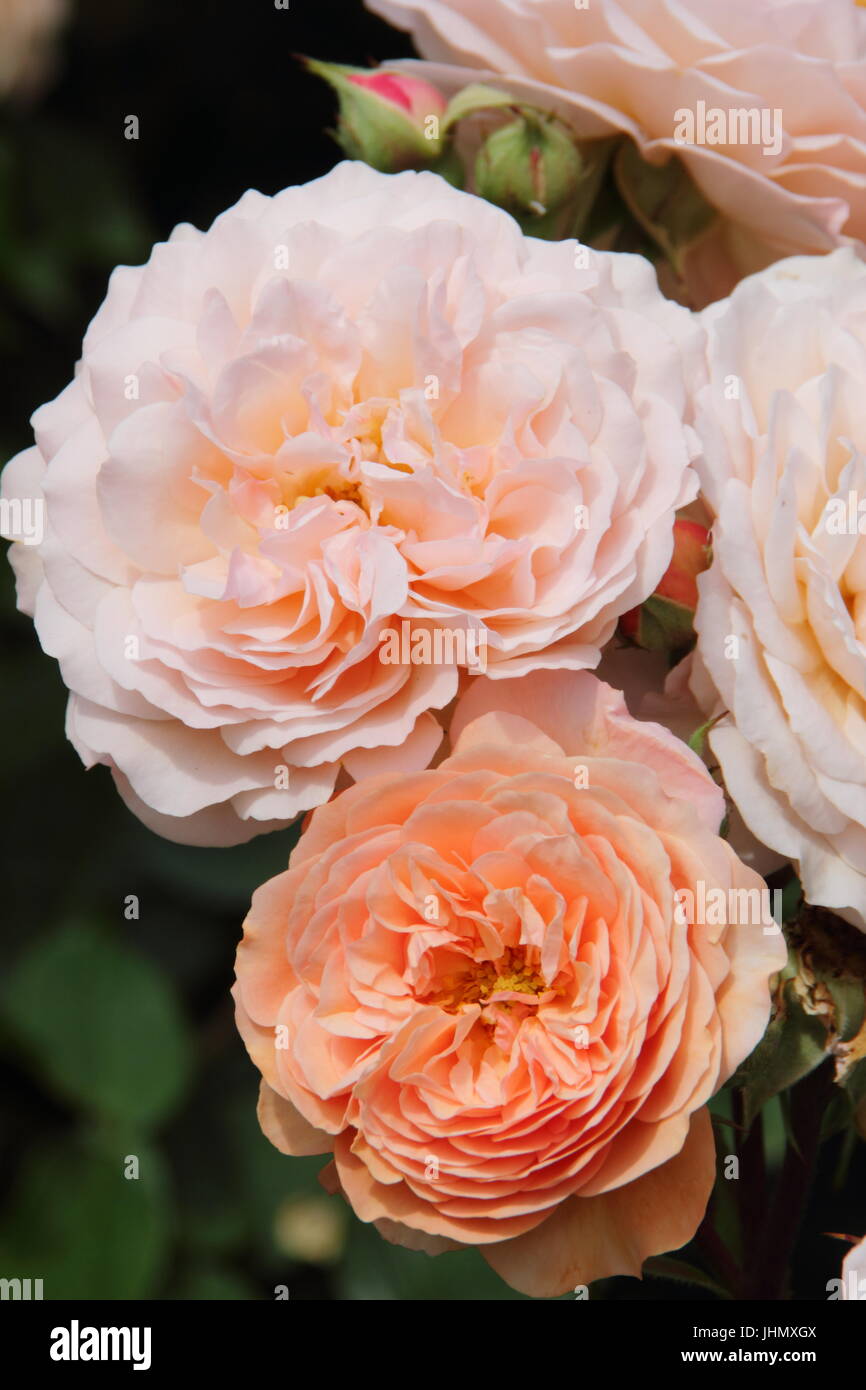 Rosa 'Grace', (Auskeppy), a highly fragrant apricot shrub rose in full bloom on an English garden in summer - Award of Garden Merit Stock Photo