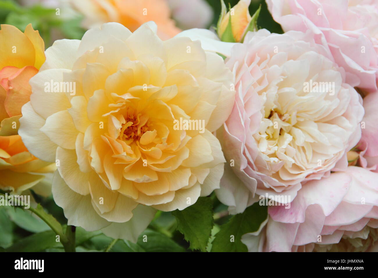 Rosa 'Grace', (Auskeppy), a highly fragrant apricot shrub rose in full bloom on an English garden in summer - Award of Garden Merit Stock Photo