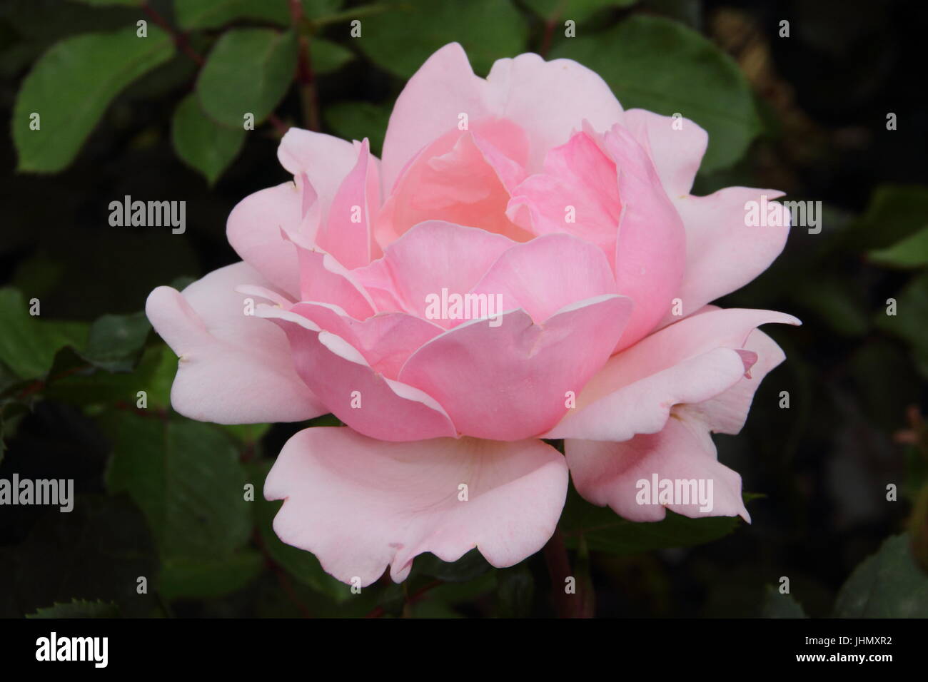 Rosa 'VALENTINE HEART', a scented floribunda rose, in full bloom in an English garden border in summer (June), UK Stock Photo