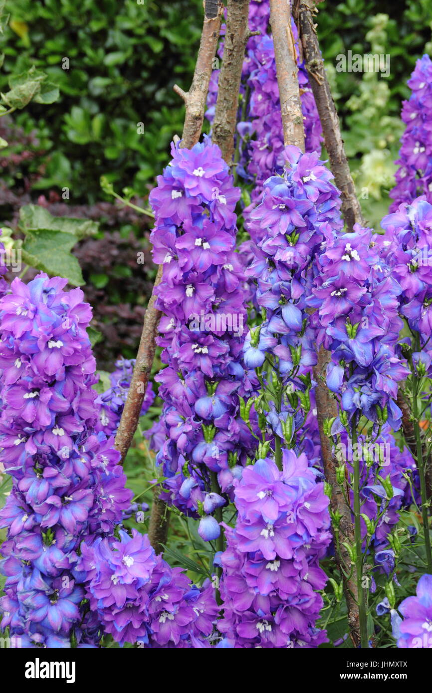 Delphinium 'Giotto' plants supported by a wigwam, in full bloom in an English garden border in summer Stock Photo