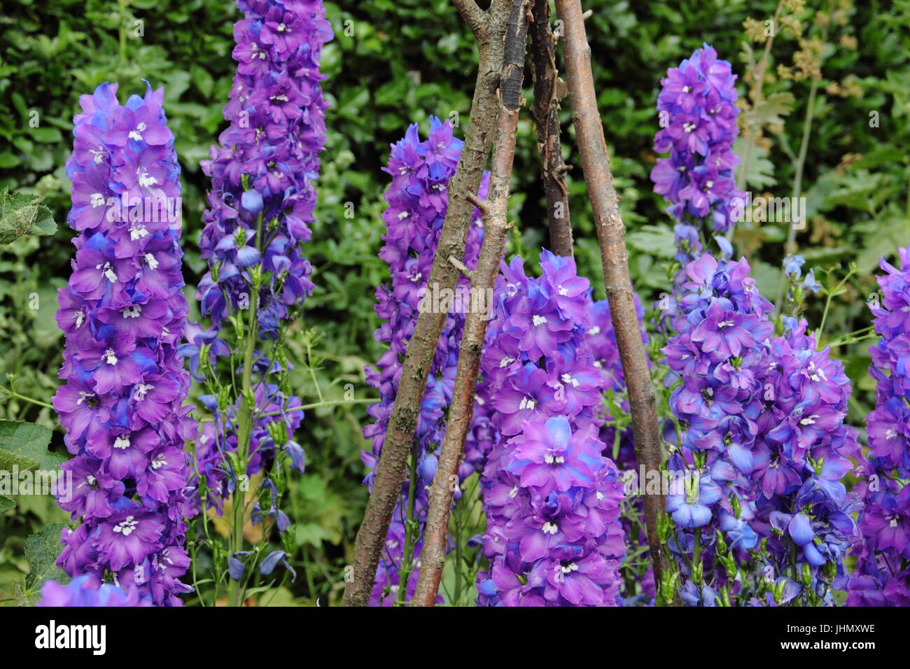 Delphinium 'Giotto' plants supported by a wigwam, in full bloom in an English garden border in summer Stock Photo