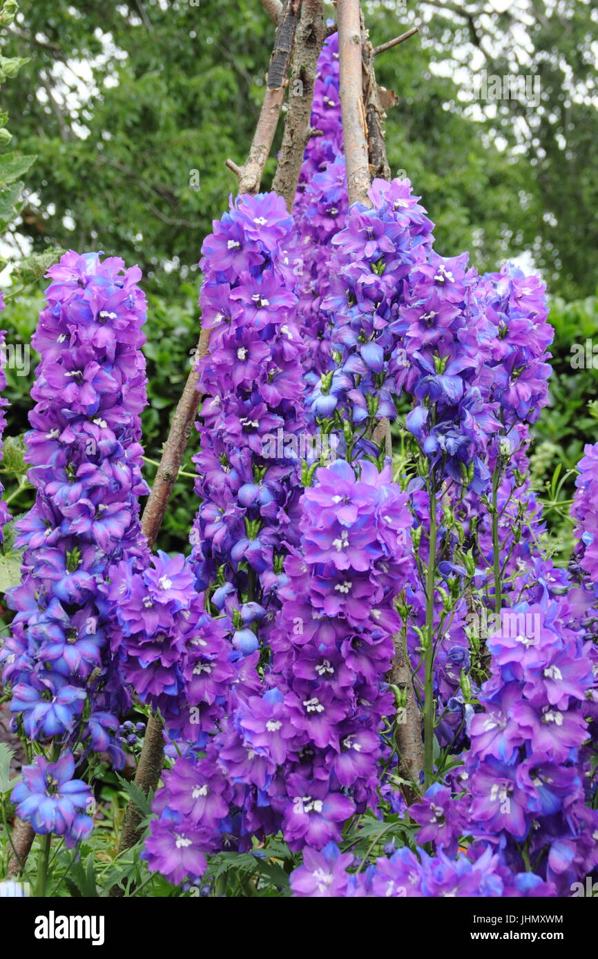 Delphinium 'Giotto' plants supported by a wigwam, in full bloom in an English garden border in summer Stock Photo