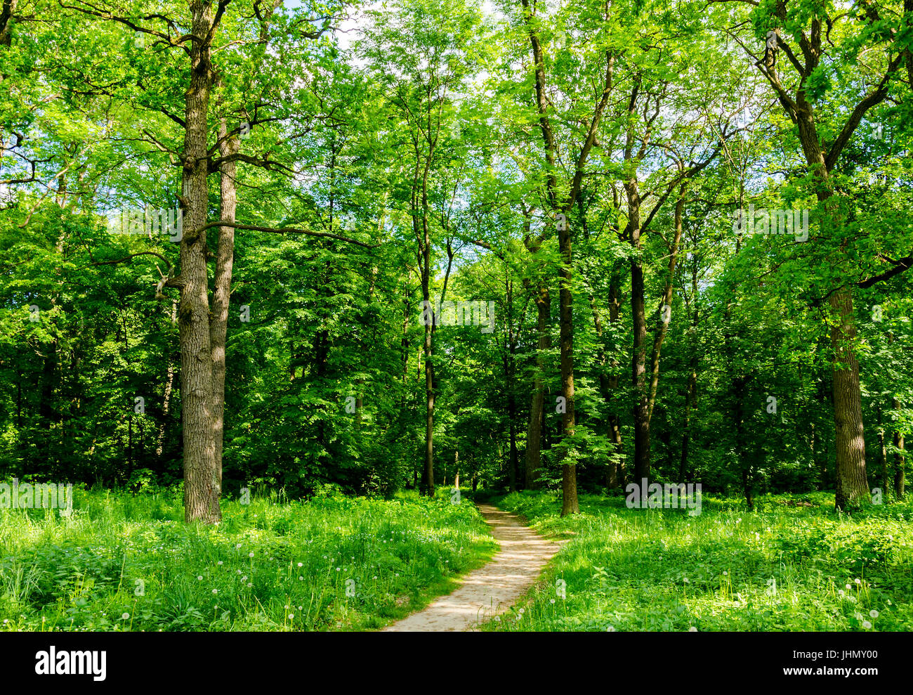 Road in a bright forest on a summer day with motley grass and fluffy white dandelions Stock Photo