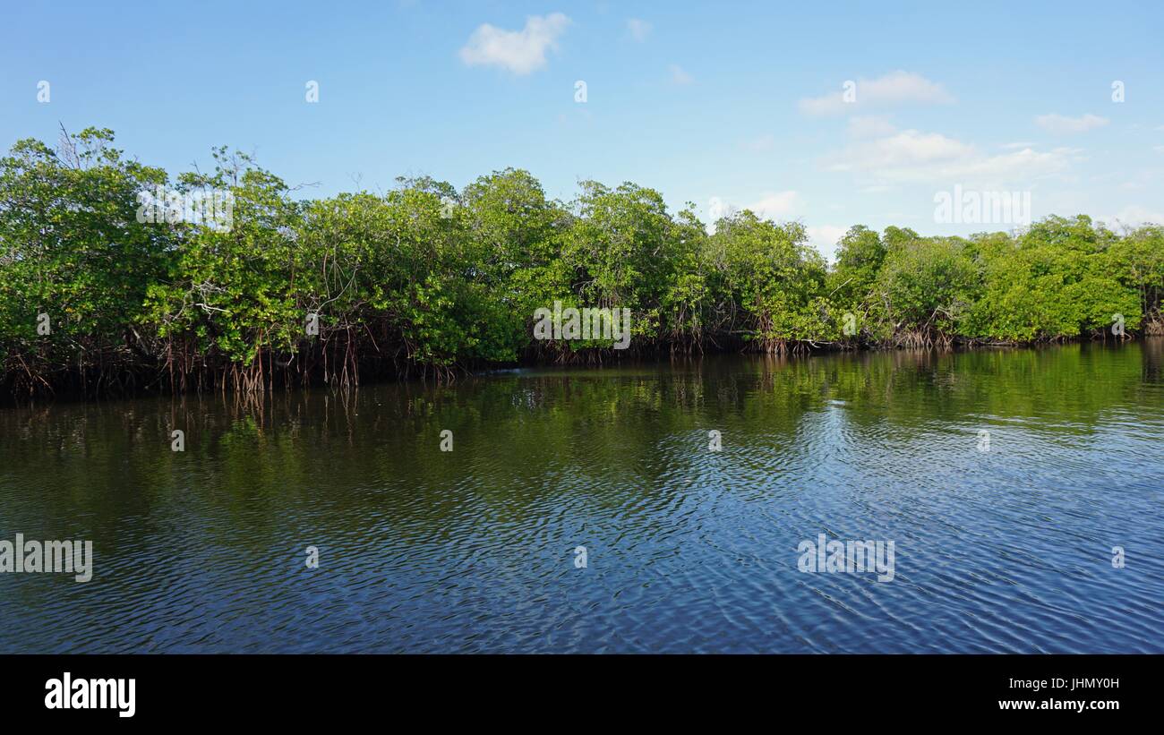 large mangrove forest near punta rusia in the caribbean sea Stock Photo