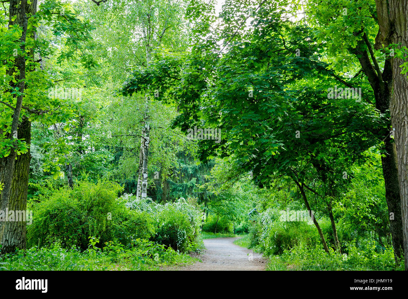 Road in a bright forest on a summer day with motley grass and blooming white flowers shrubs Stock Photo