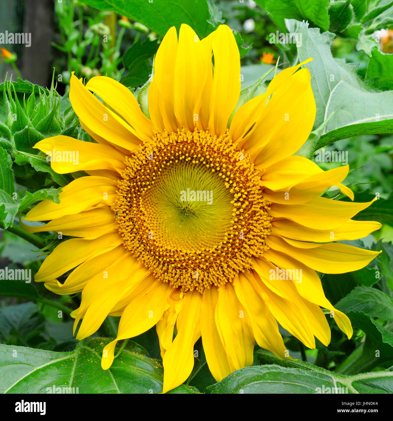 sunflowers on garden flower bed Stock Photo Alamy