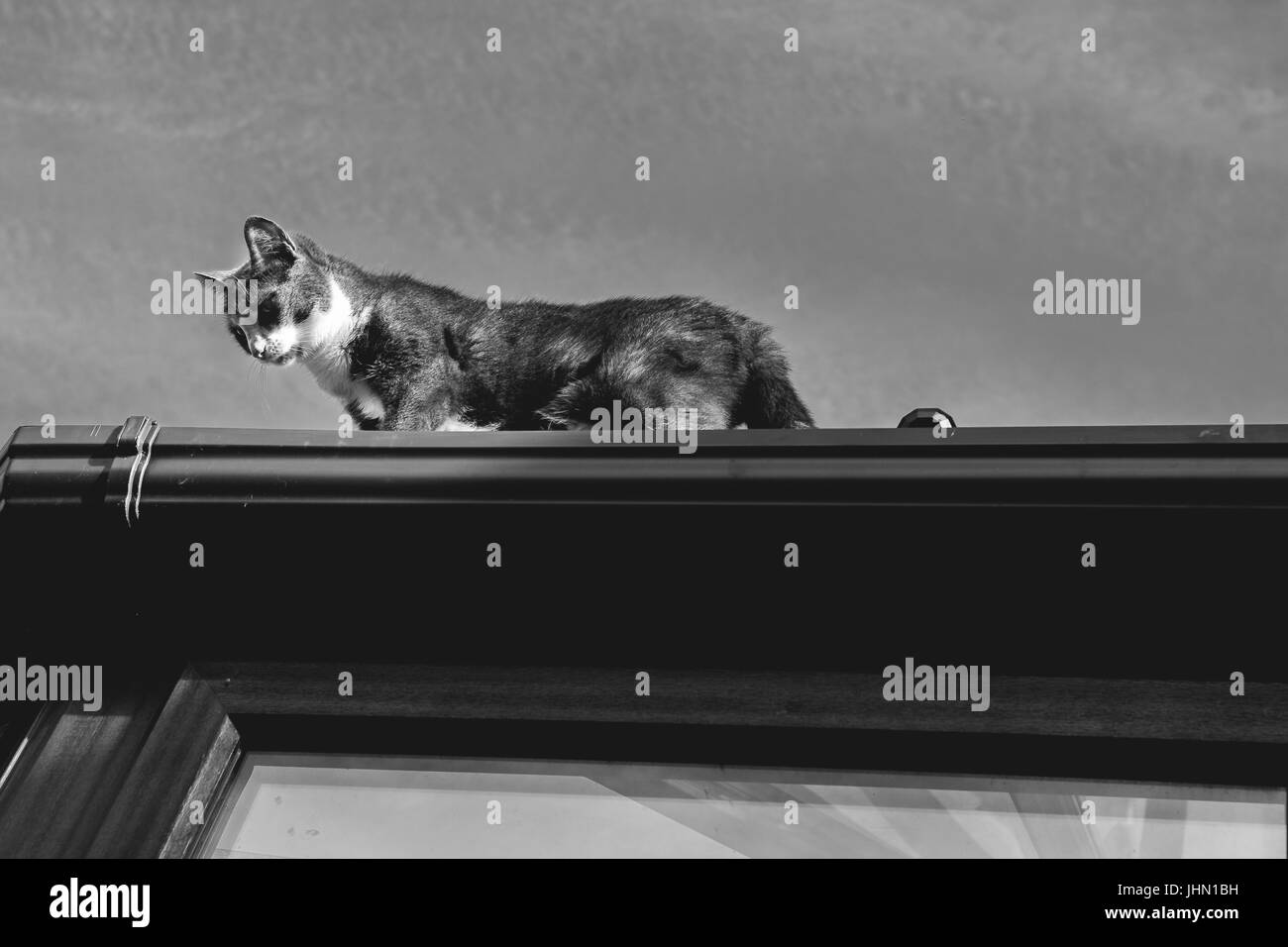 grey and white small cat walking on the top of a roof Stock Photo