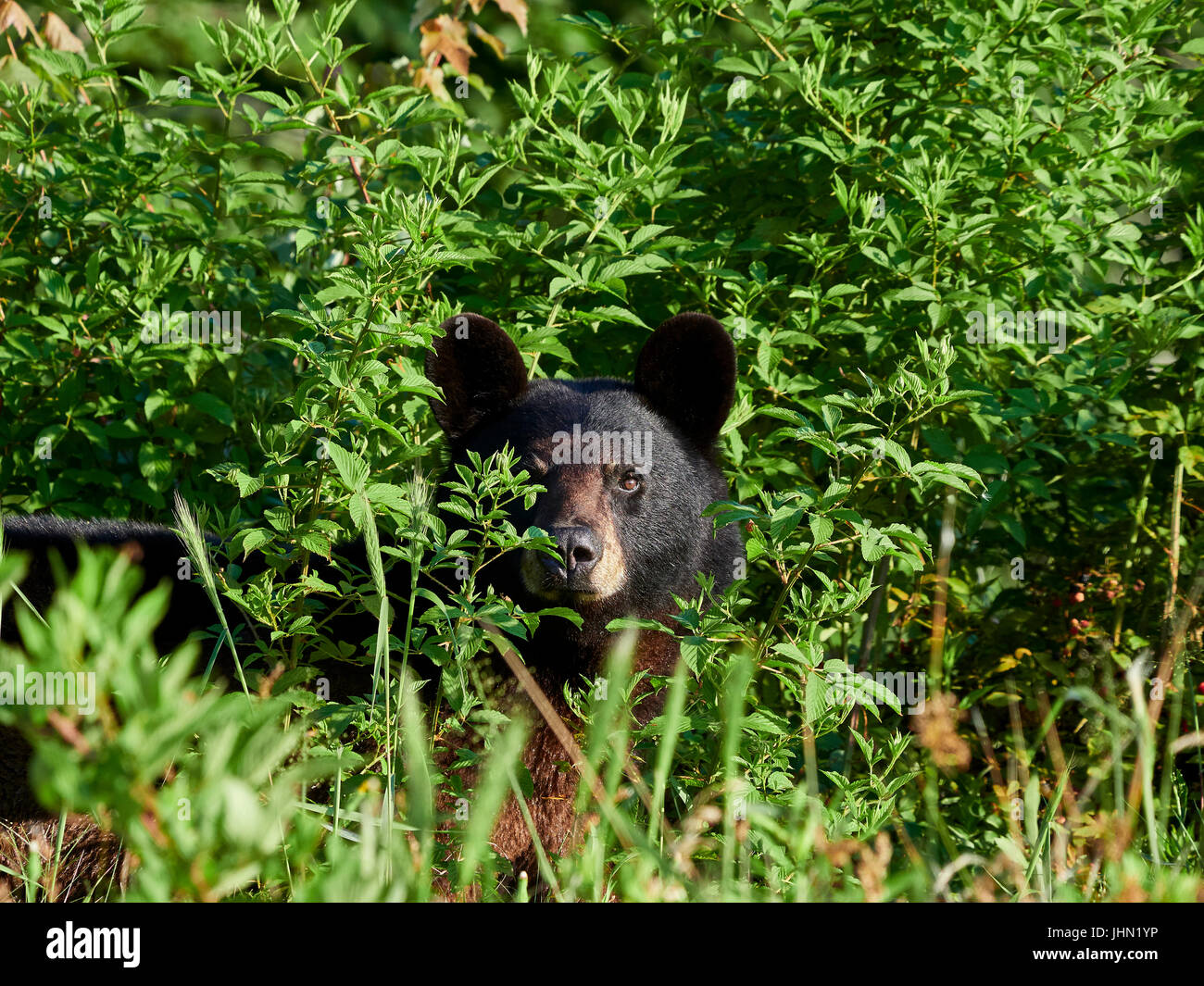 Worlds most common bear species hires stock photography and images Alamy