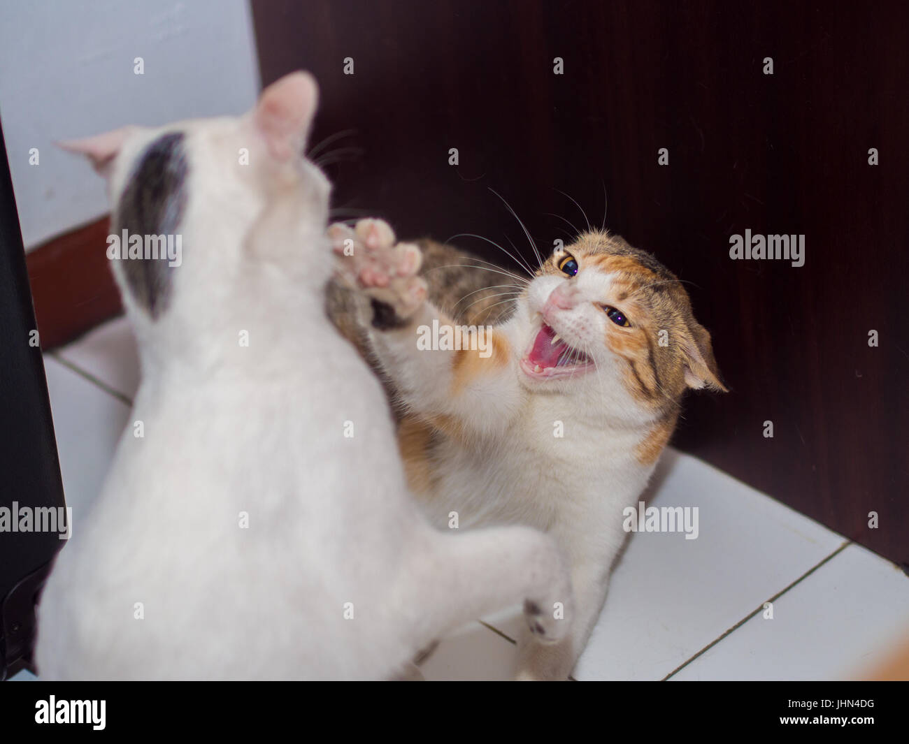 Fighting Cat with Fang Shown Stock Photo