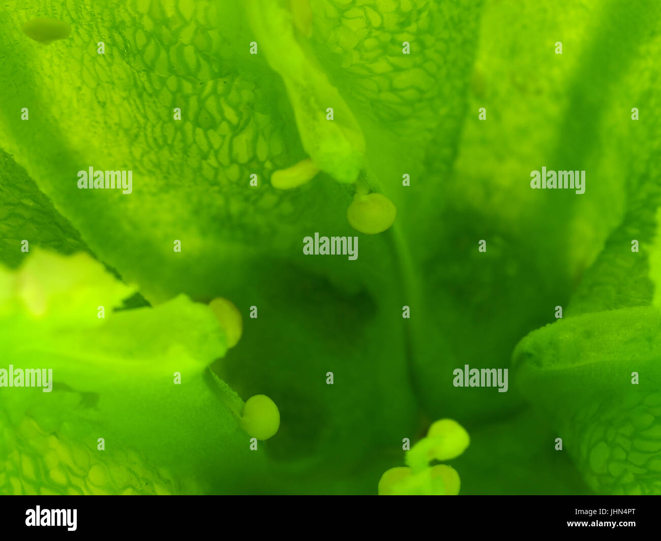 ABSTRACT BACKGROUND WITH GREEN PEPPER INNER VIEW  Abstract background created with an inner view of a green bell pepper. Macro shot. No color filters Stock Photo