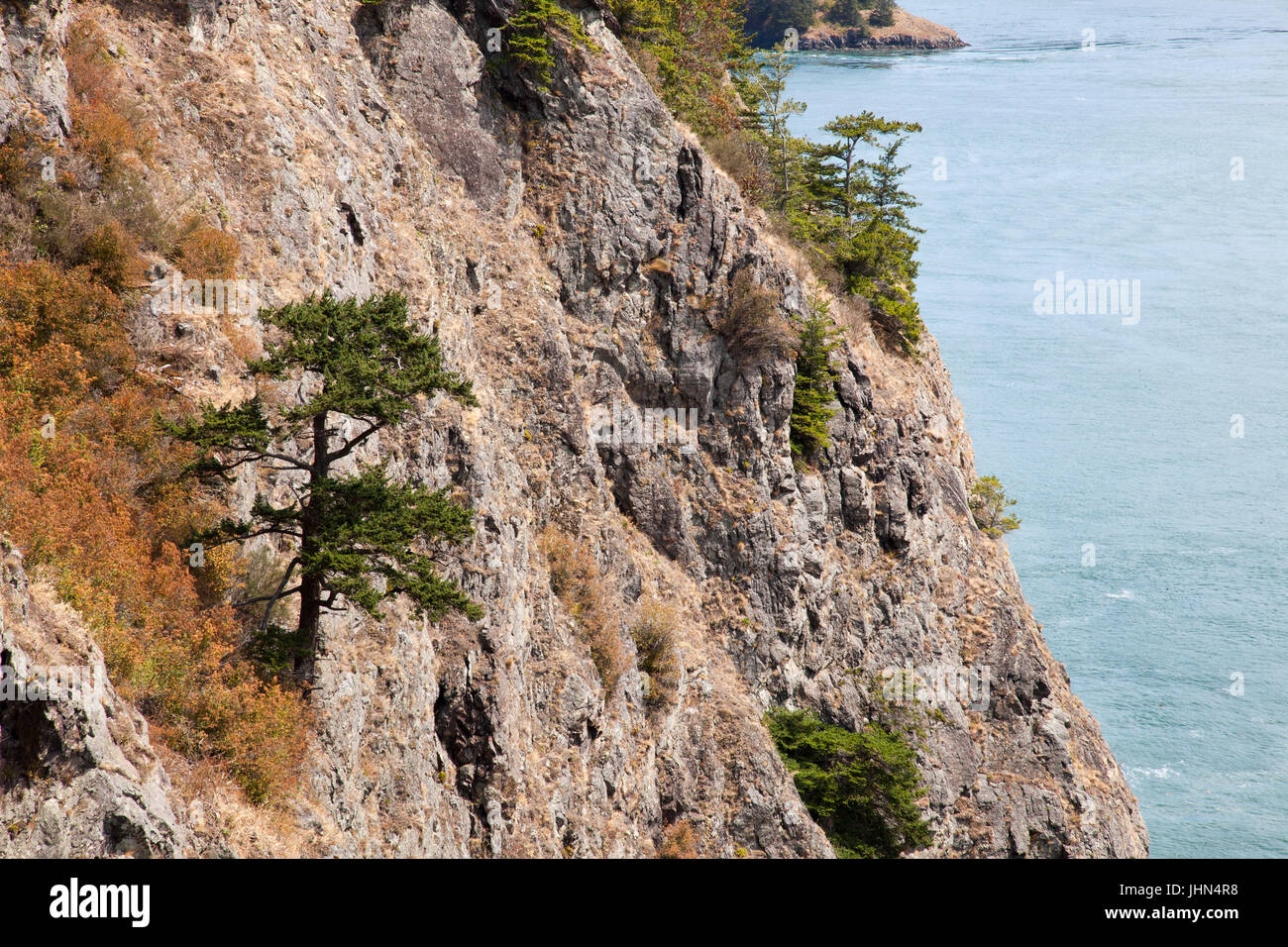 Trees grown on a steep rocky wall, Deception Pass and Deception State Park, Fidalgo Island and Whidbay Island, State of Washington, USA, America Stock Photo
