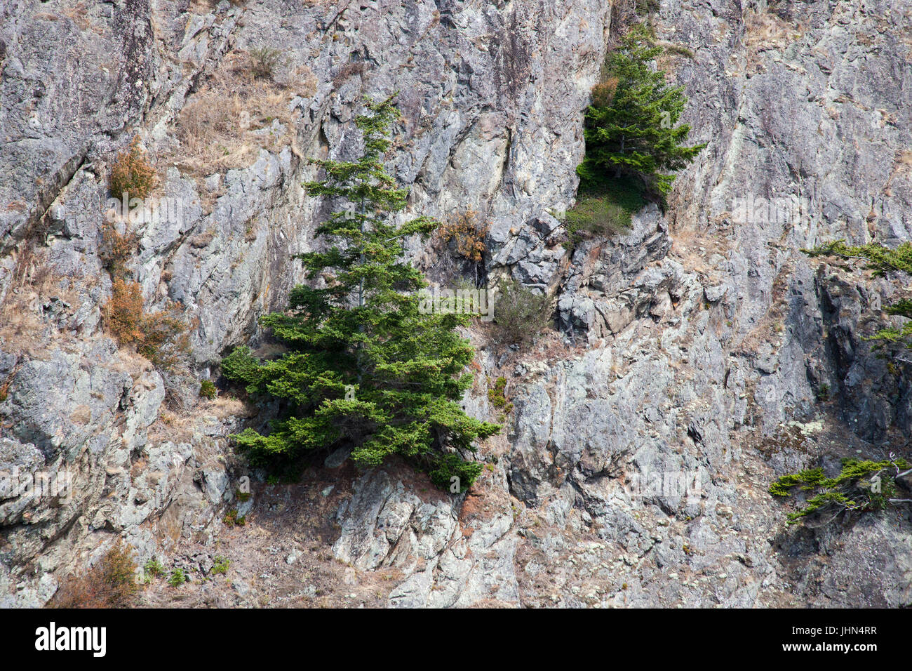 Trees grown on a steep rocky wall, Deception Pass and Deception State Park, Fidalgo Island and Whidbay Island, State of Washington, USA, America Stock Photo
