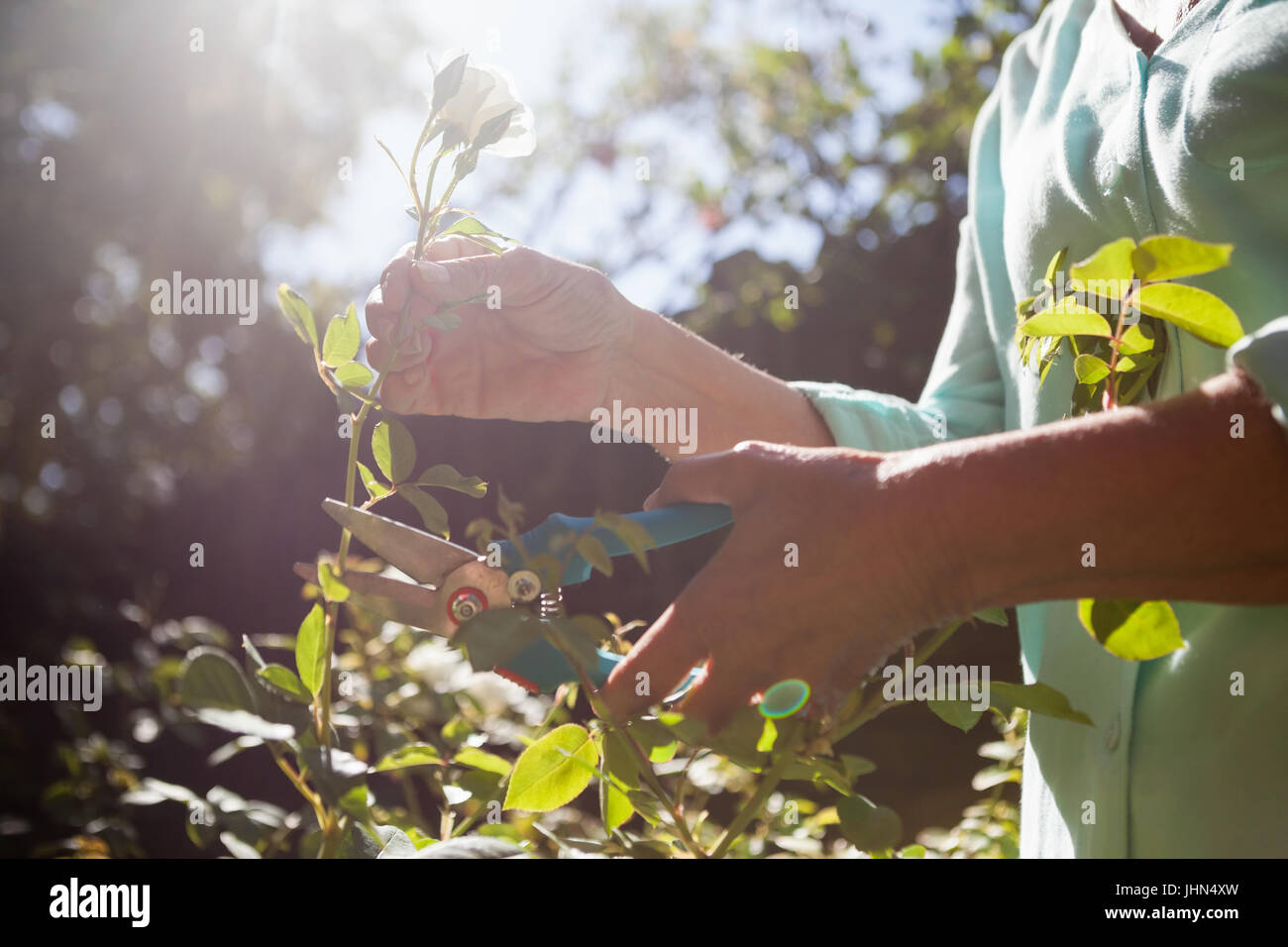 Midsection of senior woman cutting flower stem with pruning shears at backyard Stock Photo