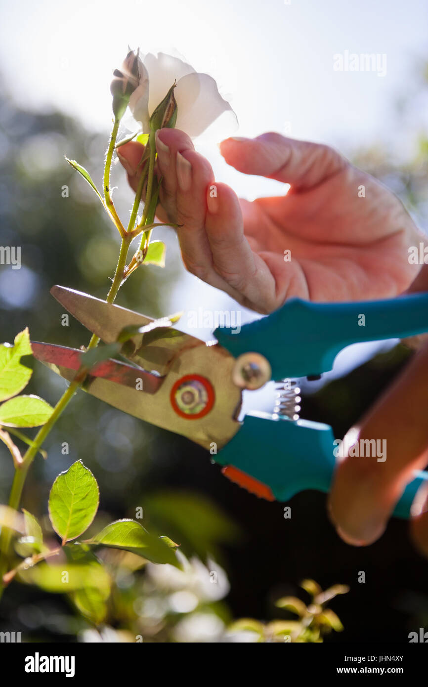 Cropped hands of senior woman cutting flower stem with pruning shears