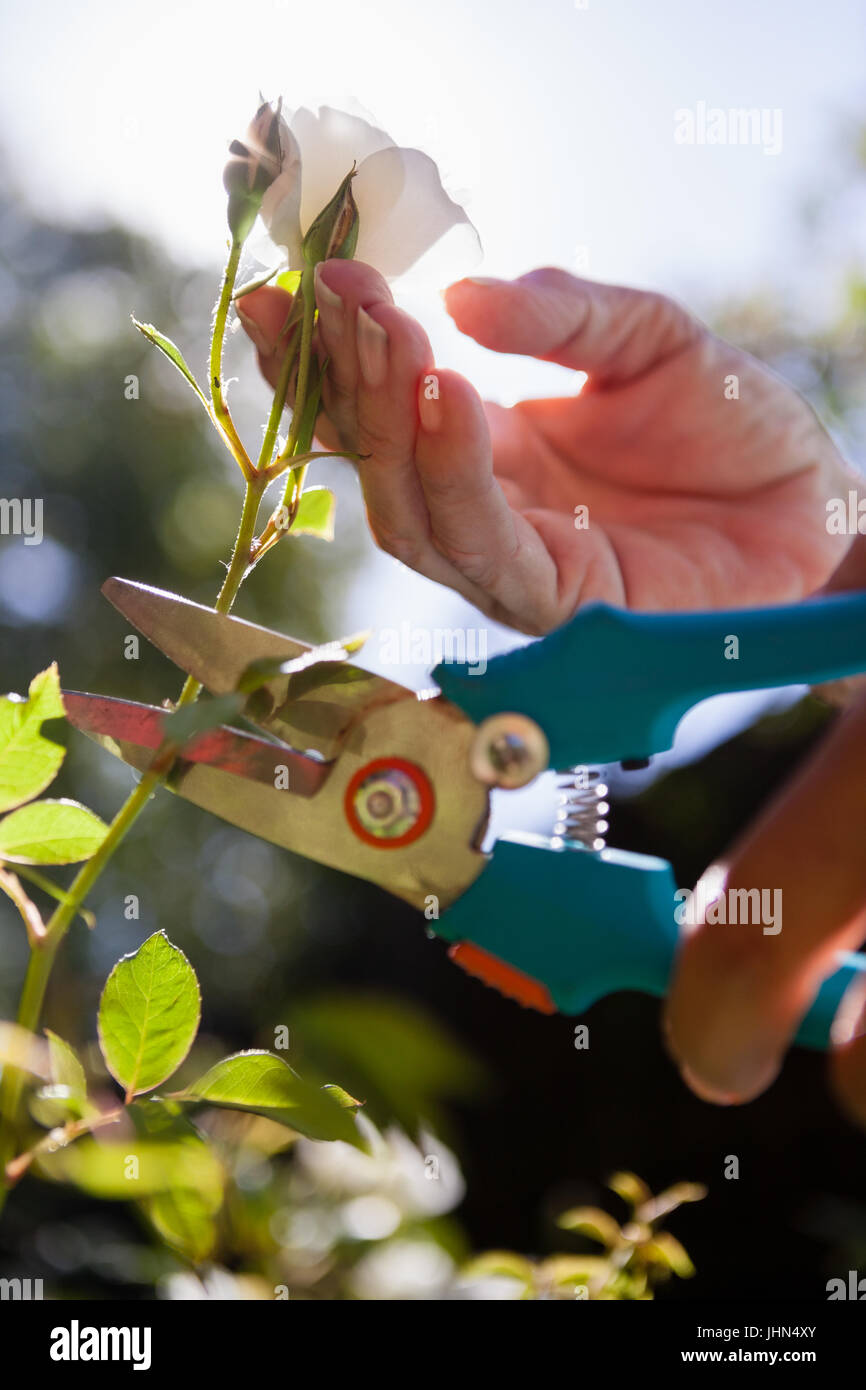 Cropped hands of senior woman cutting flower stem with pruning shears at backyard Stock Photo