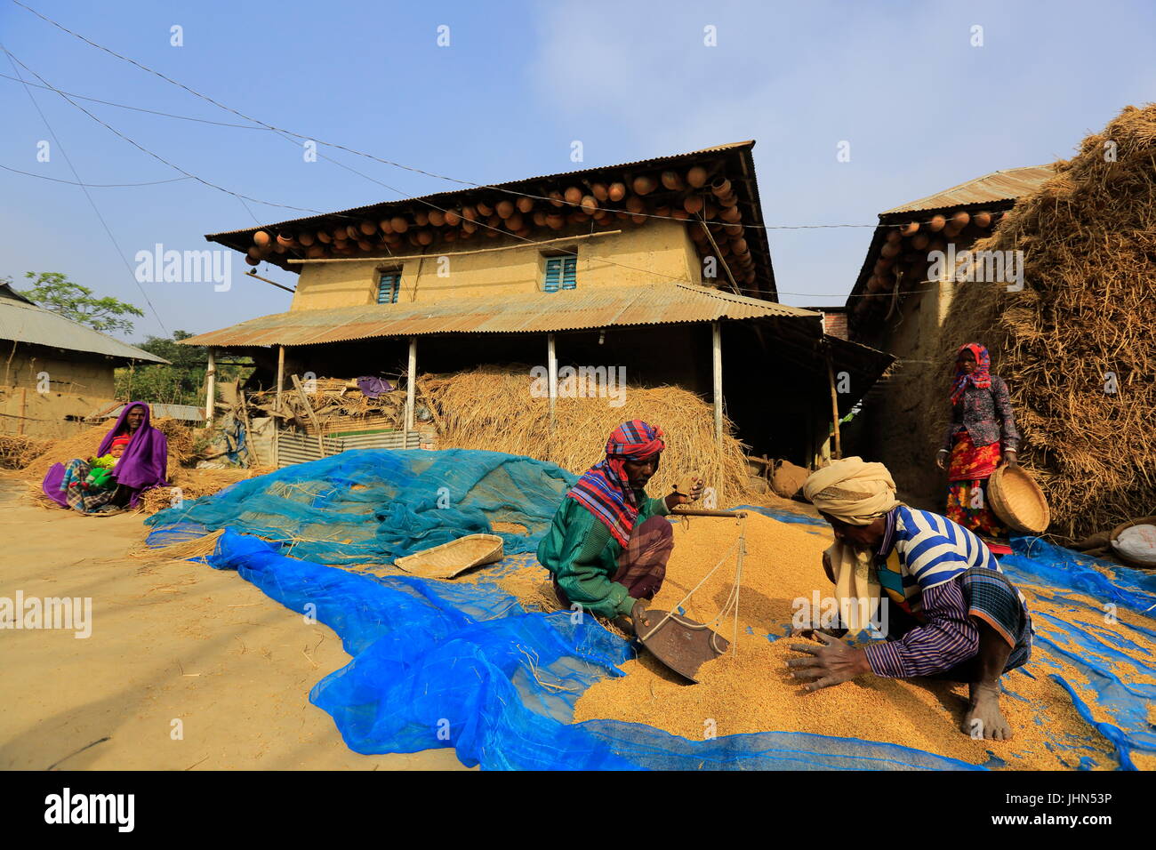 Farmers are measuring harvested paddy in front of a traditional rural ...