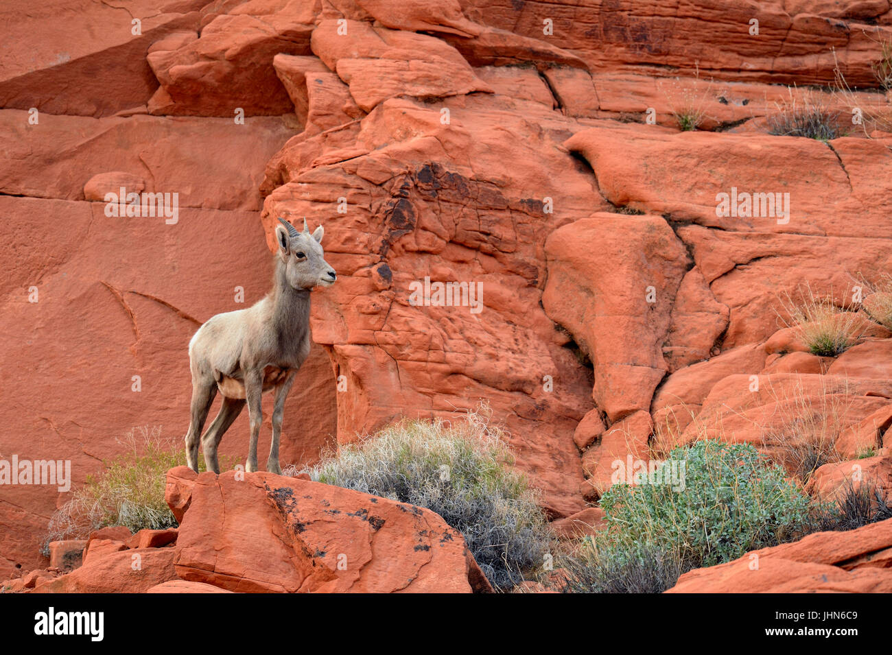 Desert Bighorn Sheep (Ovis canadensis), Valley of Fire State Park, Nevada, USA Stock Photo