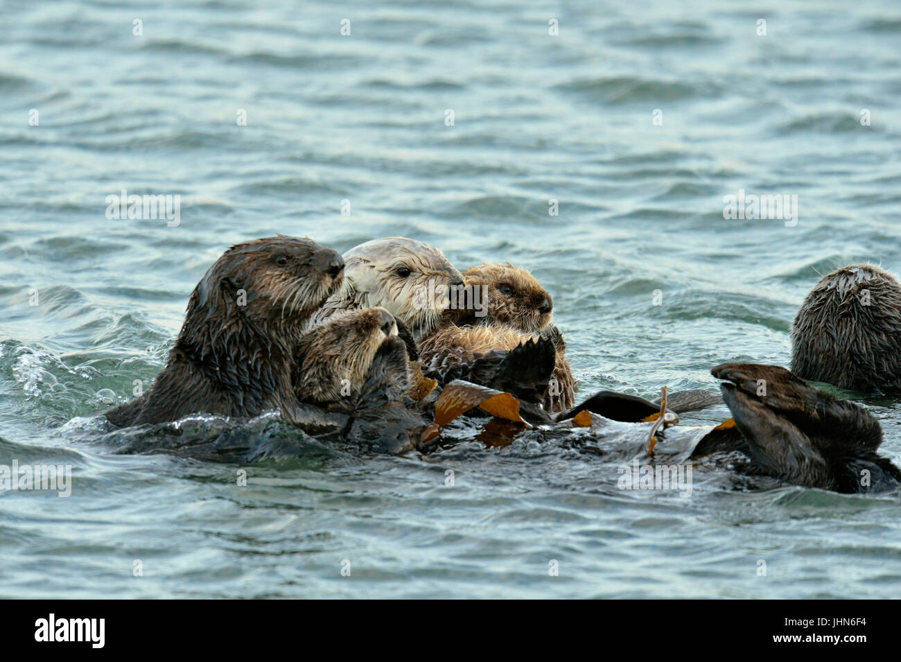 Sea otter (Enhydra lutris) Mother and pup rafting in Morro Bay Estuary, Morro Bay, California, USA Stock Photo