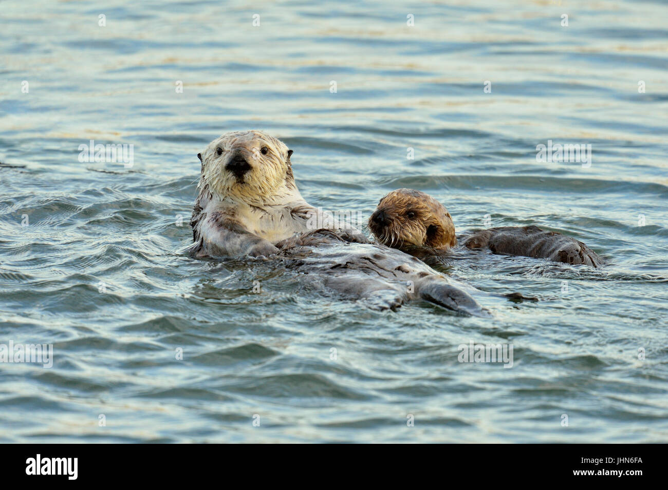 Sea otter (Enhydra lutris) Mother and pup rafting in Morro Bay Estuary, Morro Bay, California, USA Stock Photo