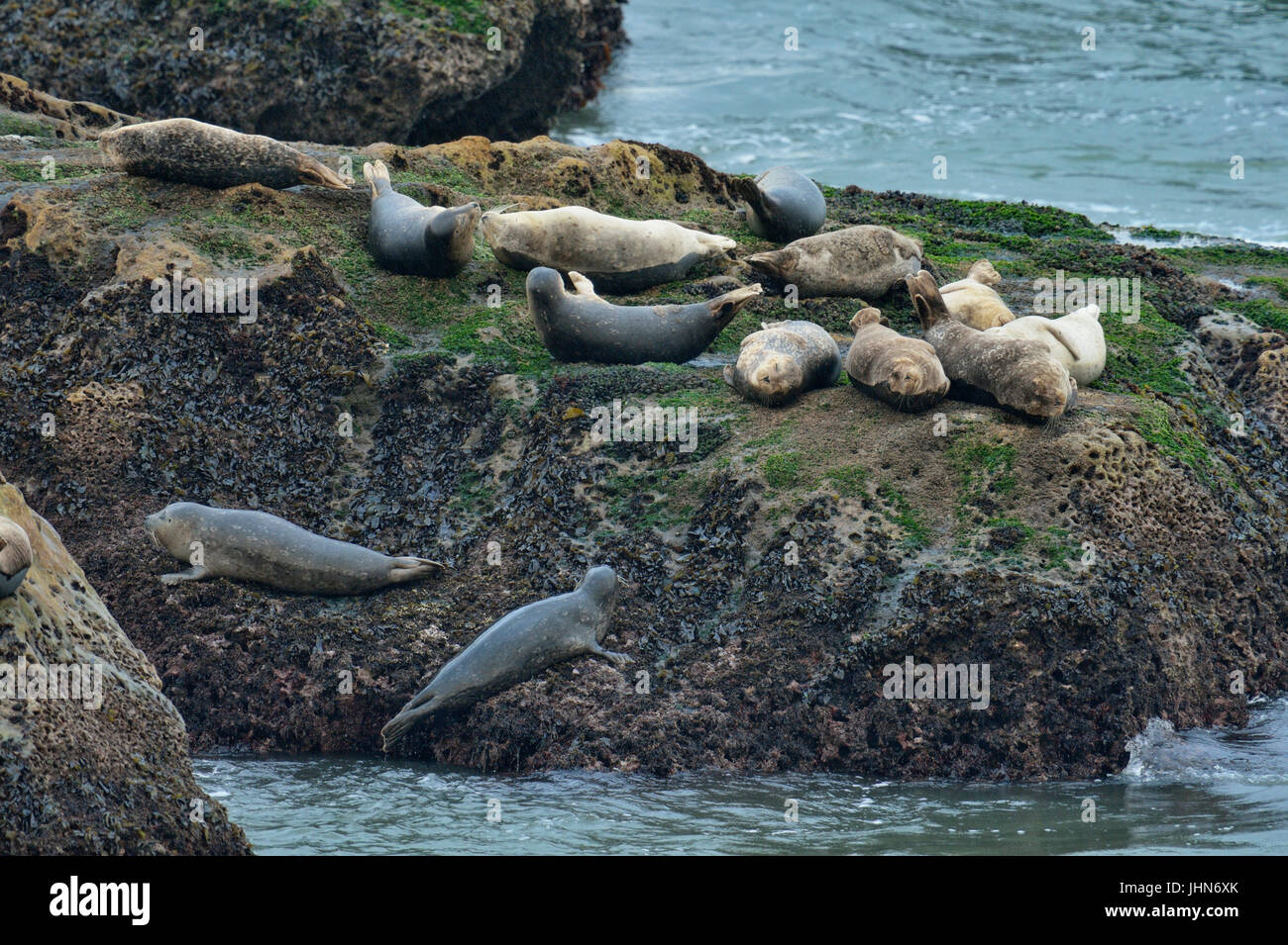 Harbour) seal (Phoca vitulina), near Pismo Beach, California, USA Stock