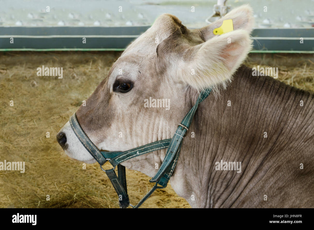 Cattle, young gray cow in close proximity to the stall Stock Photo