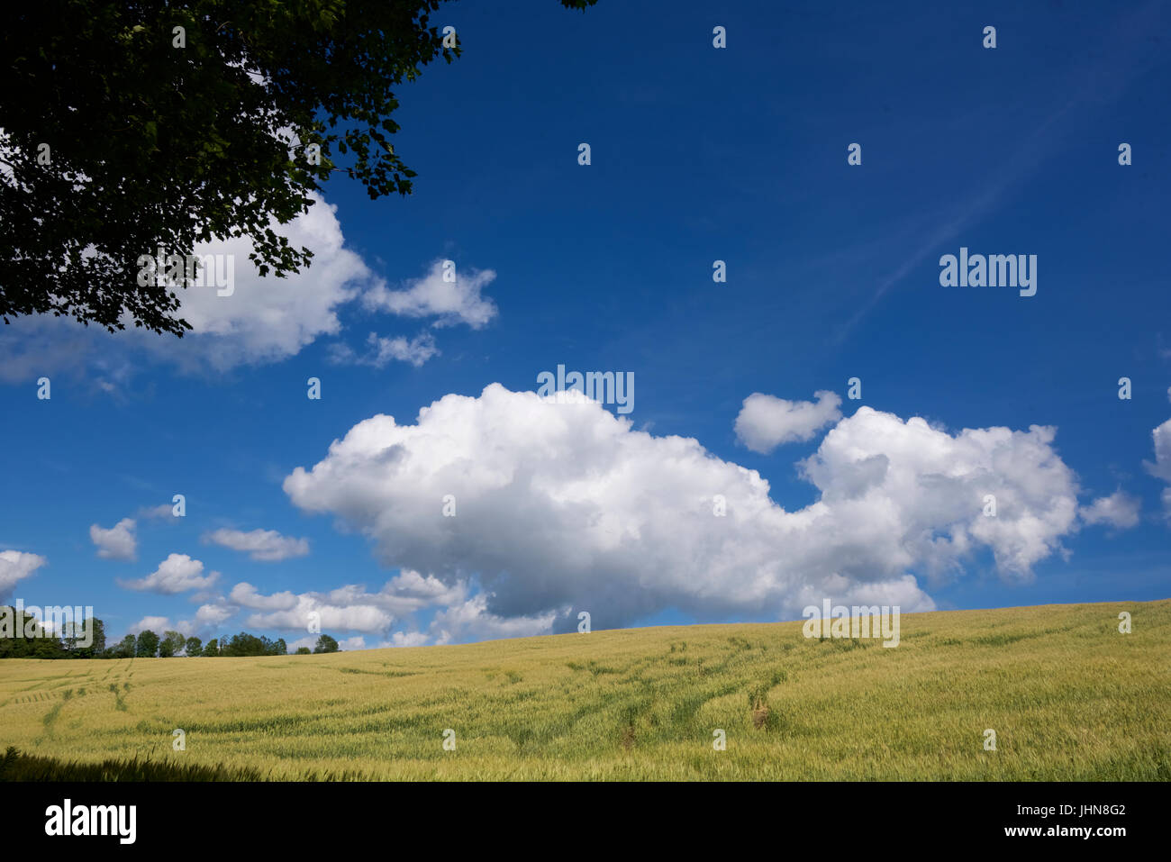 Field of wheat against a blue sky with clouds Stock Photo - Alamy
