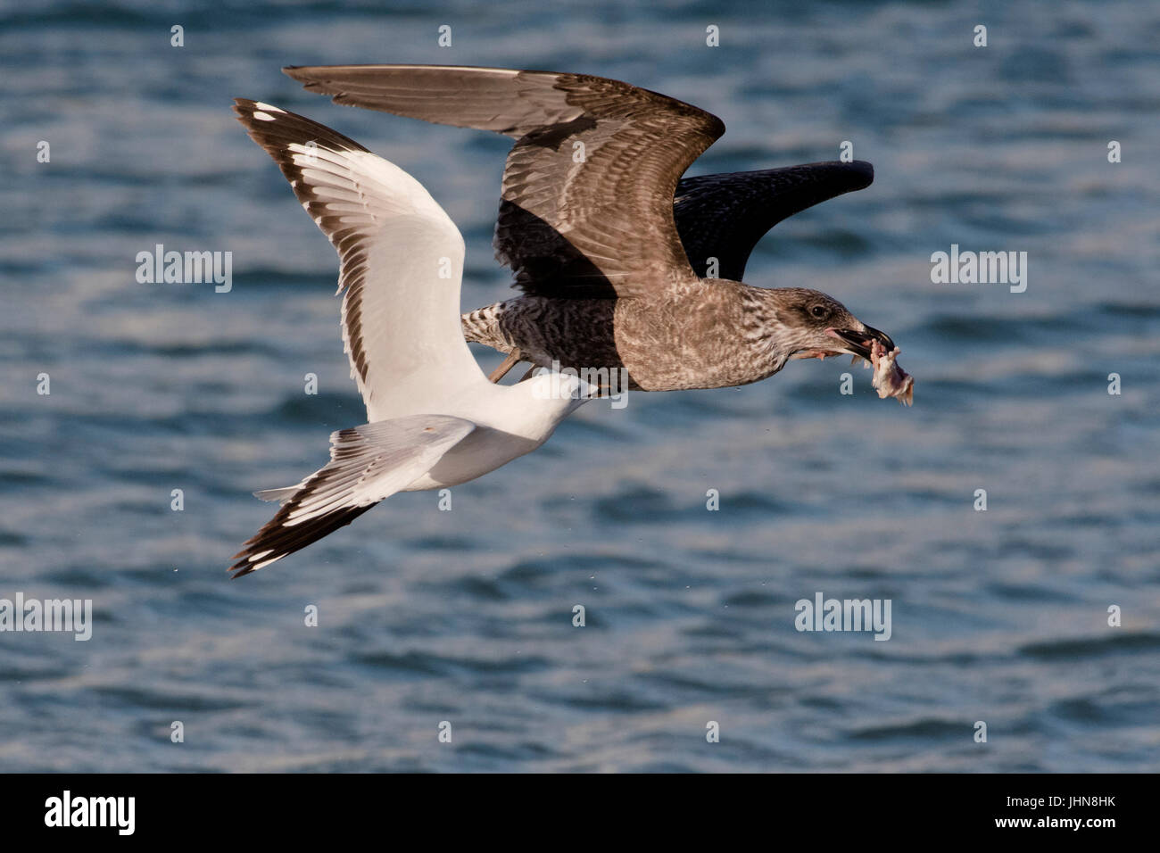 Pacific gull (Larus pacificus) being tackled in flight for its food by a silver gull (Chriococephalus novaehollandiae). Stock Photo