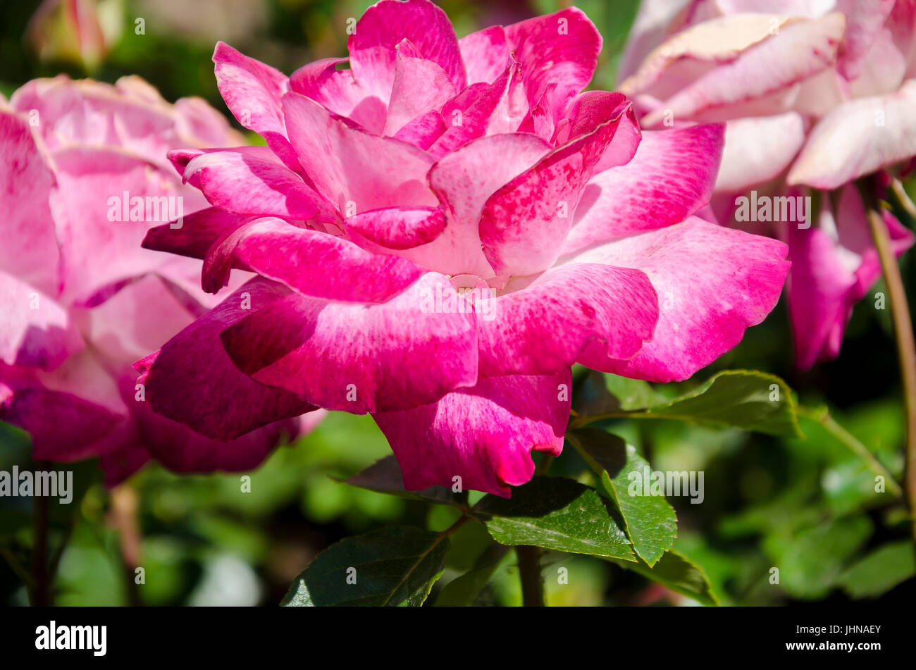 Beautiful gentle flower of a fragrant rose blossoms in a summer garden ...