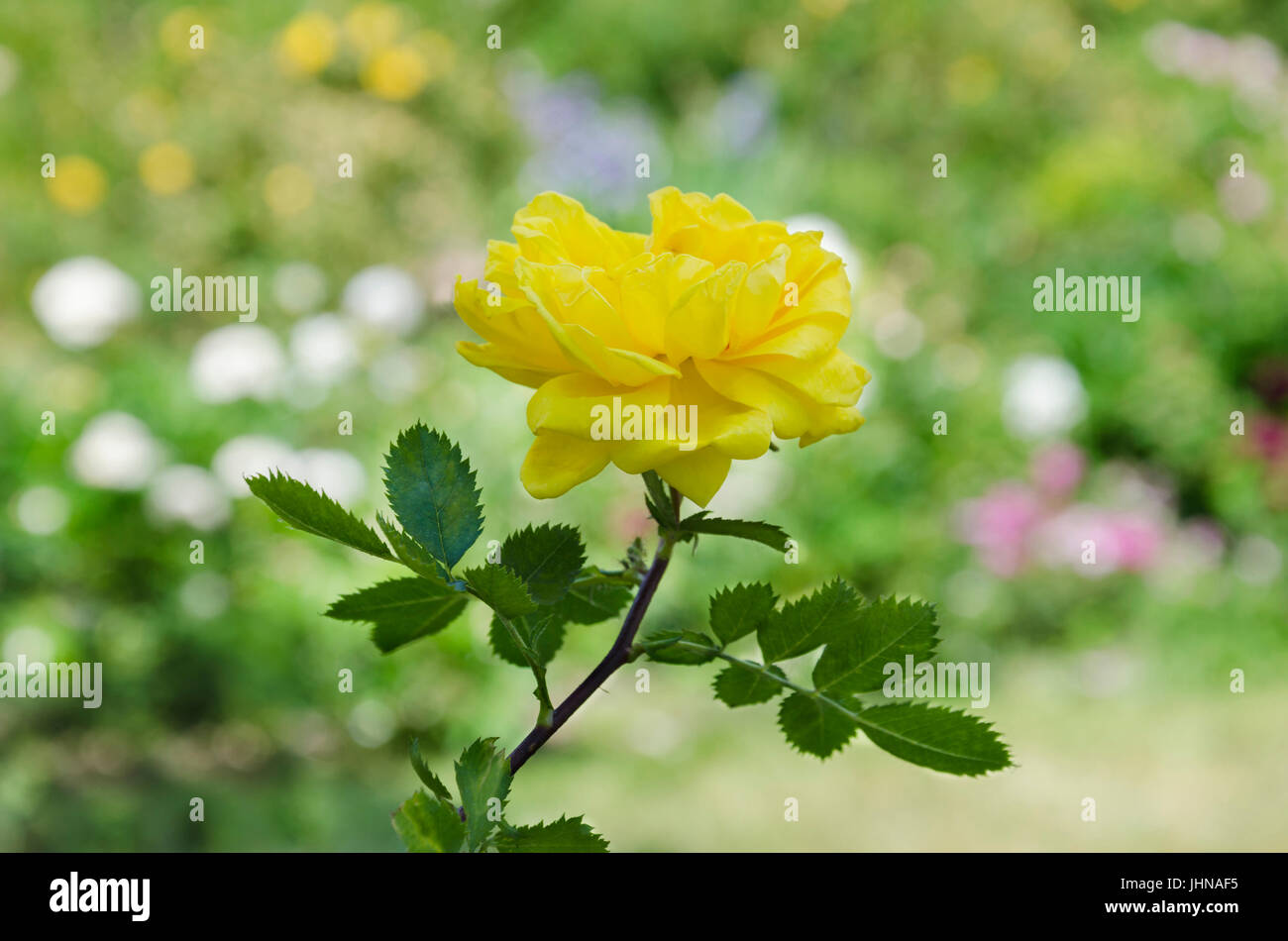 Beautiful gentle flower of a fragrant rose blossoms in a summer garden against a background of