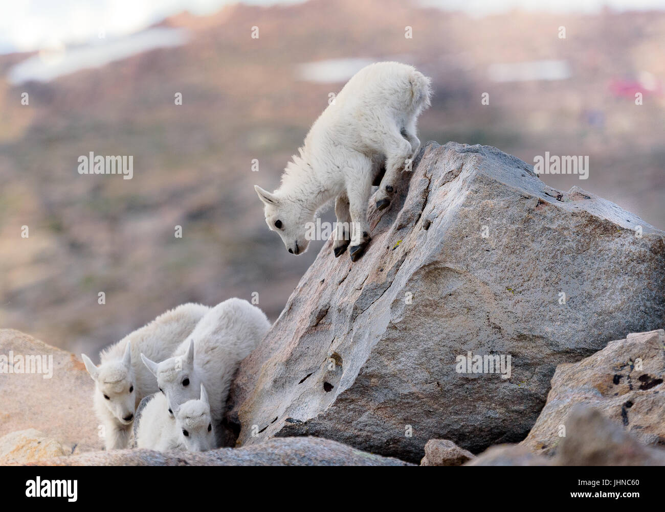 'Look out below!' Baby mountain goat try out their new rock climbing skills. Stock Photo