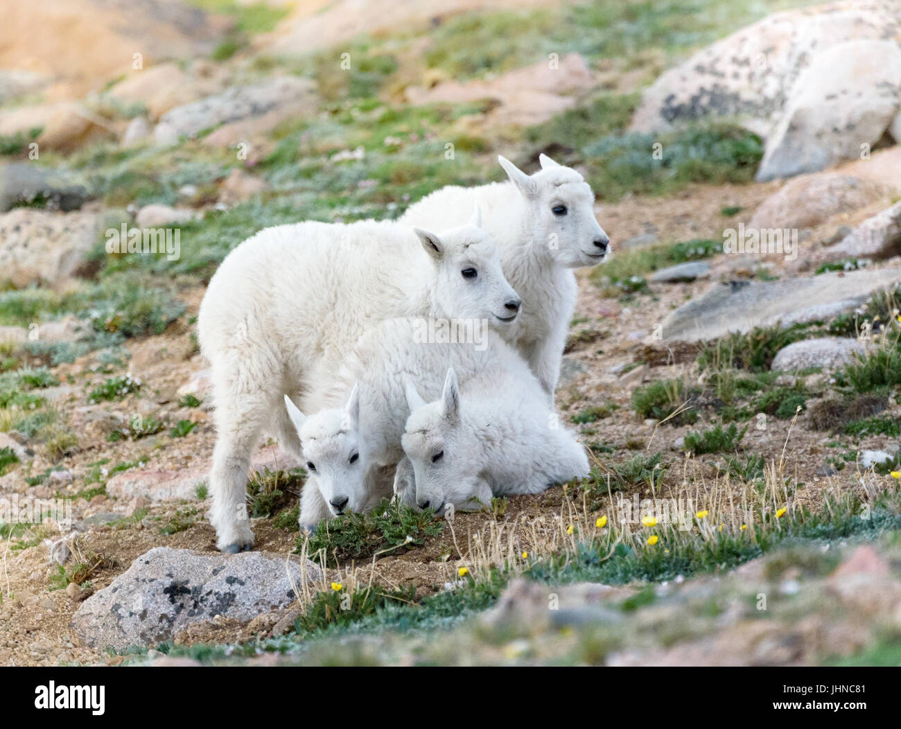 'Look out below!' Baby mountain goat try out their new rock climbing skills. Stock Photo